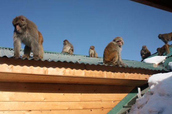 The Adventure Project – Skiing In Gulmarg 2014/15