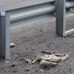 Early Morning Road Kill