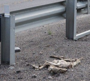 Early Morning Road Kill