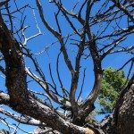 Cool trees At The Top of skyline