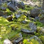 Moss Covered Rocks