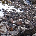 Climbing Beehive Peak Worker Bee