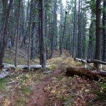 Madison Range Forest