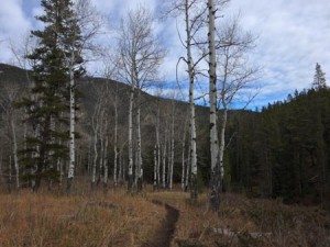 Cinnamon Mountain Lookout Trail
