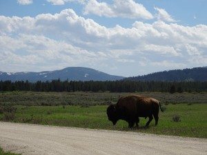 Wild Bison