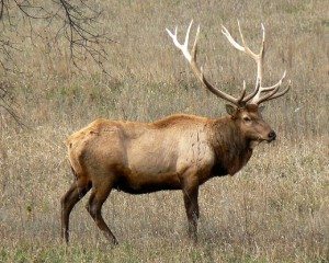 Elk Pixabay