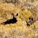 Mama Moose and Couple of Calfs