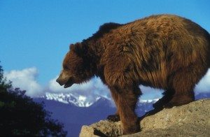 Grizzly Bear Pixabay