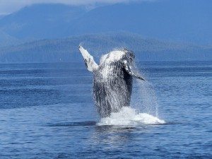 Humpback Whale - Pixabay
