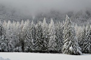 Snowy Trees in Winter - Pixabay
