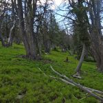 Lush Green Madison Range Forests
