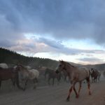 Horses On The Taylor Fork Road