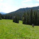 Wading Through Wildflowers