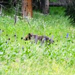 grizzly sentinel creek