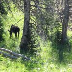 moose in beehive basin