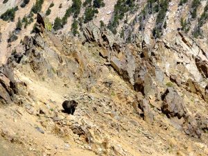 grizzly bear http://mountainjourney.com