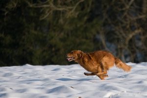 Dogs Chasing Things | Pixabay