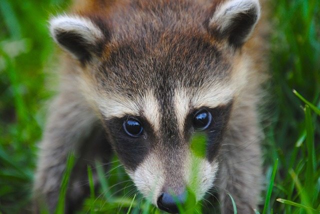 Jogger Drowns Rabid Raccoon In Puddle With Bare Hands Near Hope, Maine Raccoon | Pixabay Image