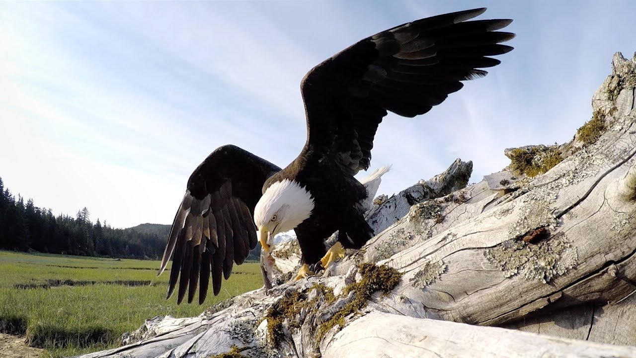 GoPro Awards Presents Eagle Steals GoPro