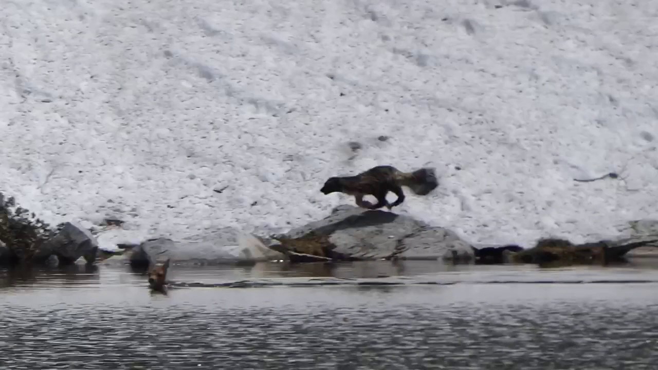 Impressive Footage Of A Wolverine Hunting A Deer In Montana