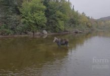 Form Productions Presents Drone Footage of A Moose Vs. Wolf