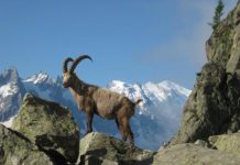 This Week’s Mountain News – December 4-10, 2017 Ibex In Chamonix, France | Pixabay Image