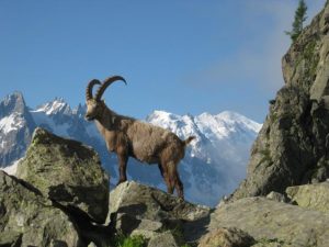 Ibex In Chamonix, France | Pixabay Image