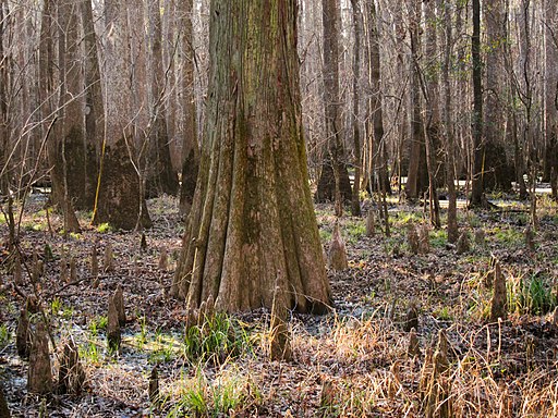 Congaree National Park | By Miguel.v [CC BY-SA 3.0], from Wikimedia Commons