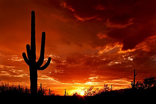 Saguaro National Park | By Saguaro Pictures [CC BY 3.0], from Wikimedia Commons