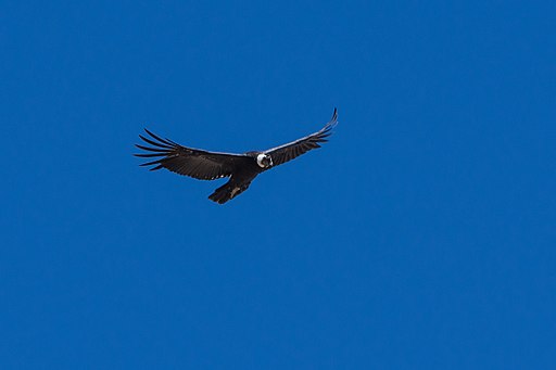 Condor | By Eduardo Schmeda from Talca, Chile (Condor (Vultur gryphus)) [<a href="https://creativecommons.org/licenses/by/2.0">CC BY 2.0</a>], <a href="https://commons.wikimedia.org/wiki/File:Condor_(Vultur_gryphus)_(34468171955).jpg">via Wikimedia Commons</a>