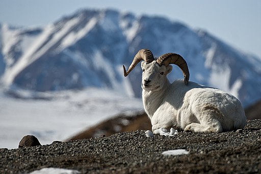 Dall Sheep | By Denali National Park and Preserve (Dall Sheep) [CC BY 2.0 or Public domain], via Wikimedia Commons