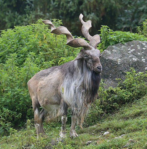Markhor | By Rufus46 [<a href="https://creativecommons.org/licenses/by-sa/3.0">CC BY-SA 3.0</a>], <a href="https://commons.wikimedia.org/wiki/File:Markhor_Schraubenziege_Capra_falconeri_Zoo_Augsburg-02.jpg">from Wikimedia Commons</a>