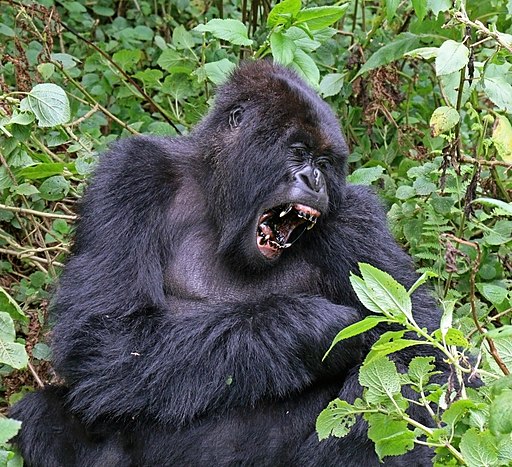 Mountain Gorilla | [<a href="https://creativecommons.org/licenses/by-sa/4.0">CC BY-SA 4.0</a>], <a href="https://commons.wikimedia.org/wiki/File:Mountain_gorilla_(Gorilla_beringei_beringei)_yawn.jpg">from Wikimedia Commons</a>
