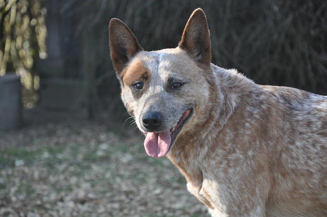 Australian Cattle Dog | Pixabay Image