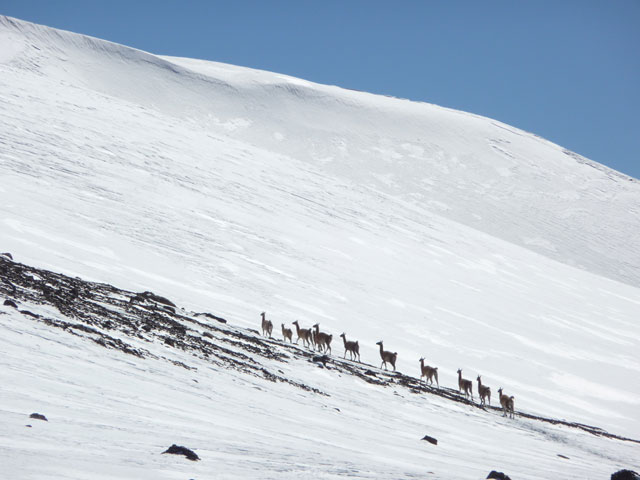 Guanaco - Ski Arpa, Chile