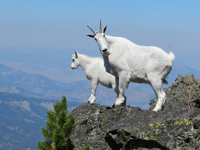 Mountain Goat | Pixabay Image
