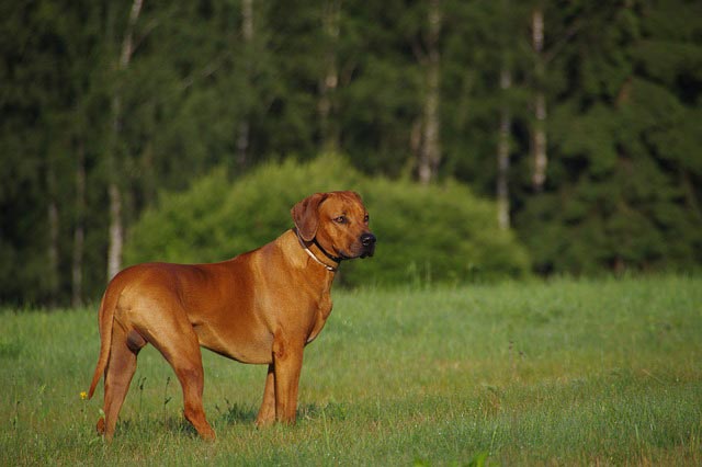 Rhodesian Ridgeback | Pixabay Image