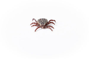 Tick | Pixabay Image