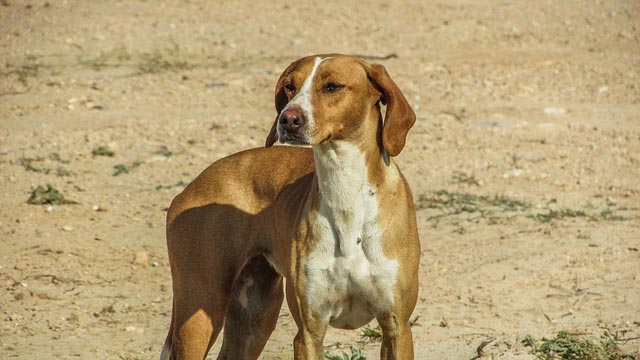 Vizsla | Pixabay Image