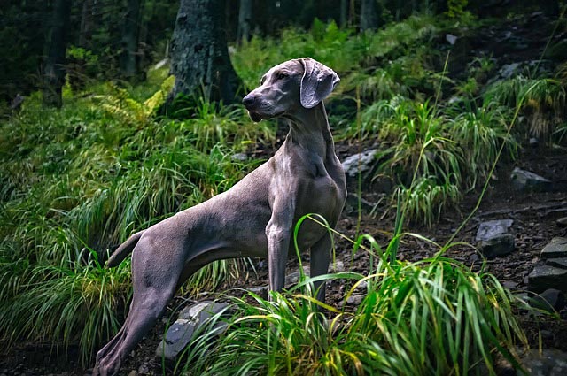 Weimaraner | Pixabay Image