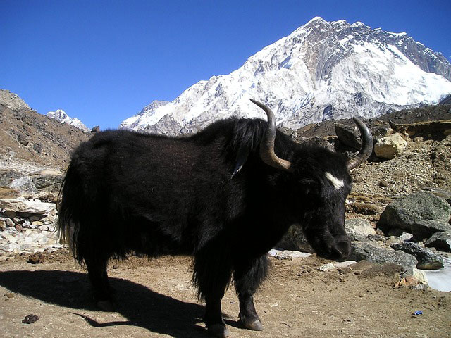 Yak | Pixabay Image