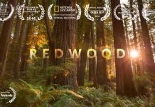 More Than Just Parks Presents Redwoods 4K
