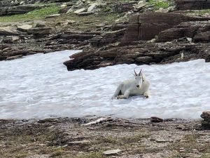 Mountain Goat, Logan Pass, Glacier National Park