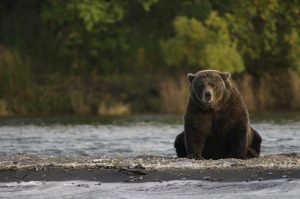 Grizzly Bear at Brooks River In Katmai National Park and Preserve, Alaska| Pixabay Image