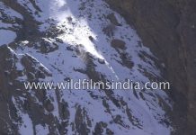 WildFilmsIndia Presents Snow Leopard Takes Prey Over 400 Foot Cliff