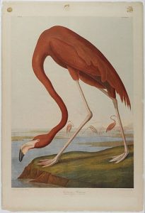 American Flamingo by John Audubon | By Julius Bien - Online Collection of Brooklyn Museum; Photo: Brooklyn Museum, 2006, 06.339.2_PS1.jpg, Public Domain, Link