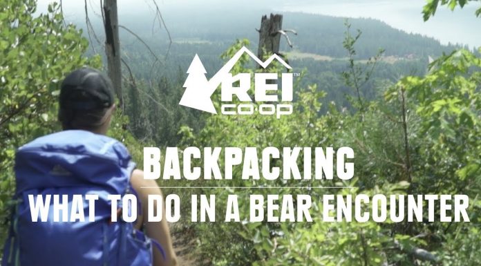 REI Presents What To Do In A Bear Encounter (And How To Avoid One)