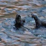 River Otters