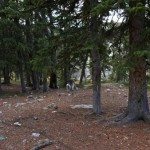 Golden Trout Lakes Trail