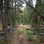 Cinnamon Mountain Lookout Trail